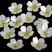 Бусина, акрил "Цветок", цвет сливочный/светло-желтый, 28x28x8-10 мм