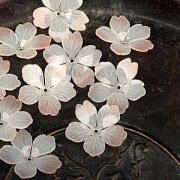 Бусина, акрил "Цветок сливы", цвет кремовый/молочный, 28x28x8-10 мм