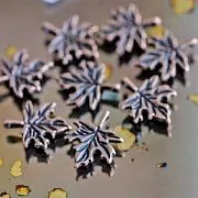 Подвеска металлическая "Кленовый листик", цвет красная медь, 17х14 мм
