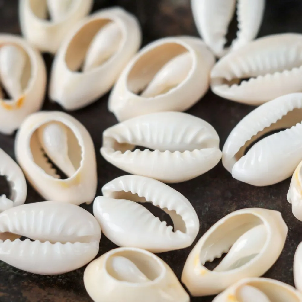 бусина из ракушки, "каури", природные оттенки, 10-17x7-11x3-6 мм