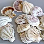 Подвеска из ракушки "Шелли", натуральный цветовой микс, 39-45x37-42x6-7 мм
