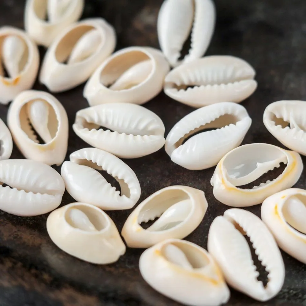 бусина из ракушки, "каури", природные оттенки, 10-17x7-11x3-6 мм